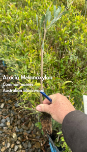 Acacia Melanoxylon - 50 Plants